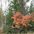 Herbst in Svaningen