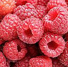 Himbeeren vom Waldrand in Svaningen