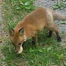 ein Fuchs vor der Haustür