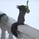 Eichhörnchen am Fettball