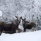 Winterschnee und Elche in Svaningen