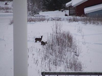 Rehe im Garten