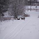 Rehe im Winterschnee