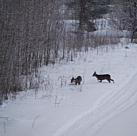 Svaningens Rehe sind wieder da